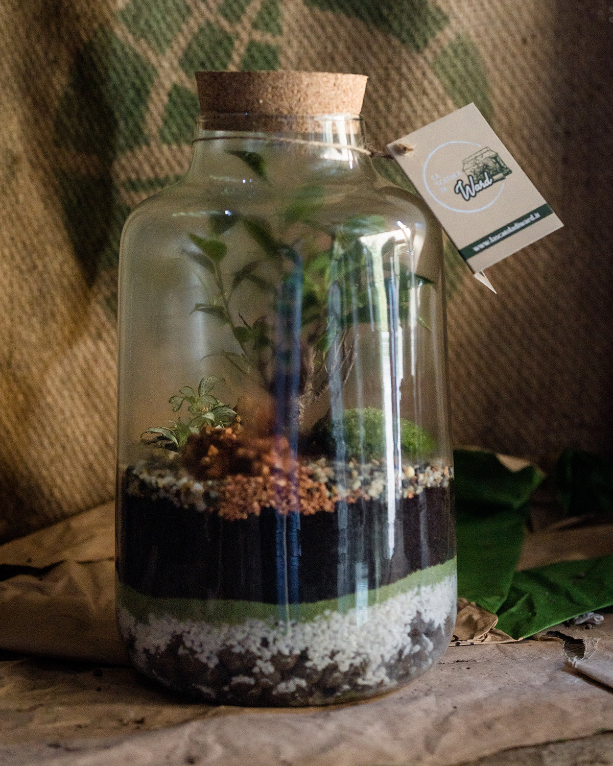 Cura del Terrarium – La Scatola di Ward