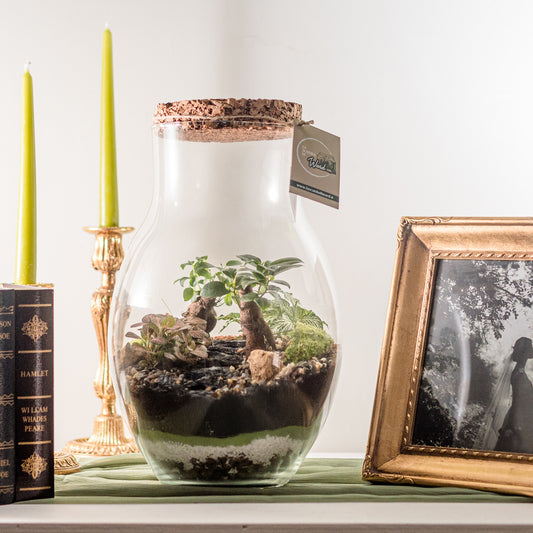Terrarium Cambogia