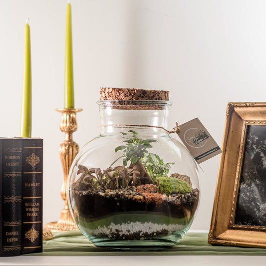 Terrarium Dublino