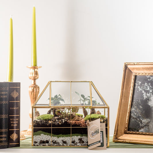 Terrarium La scatola di ward