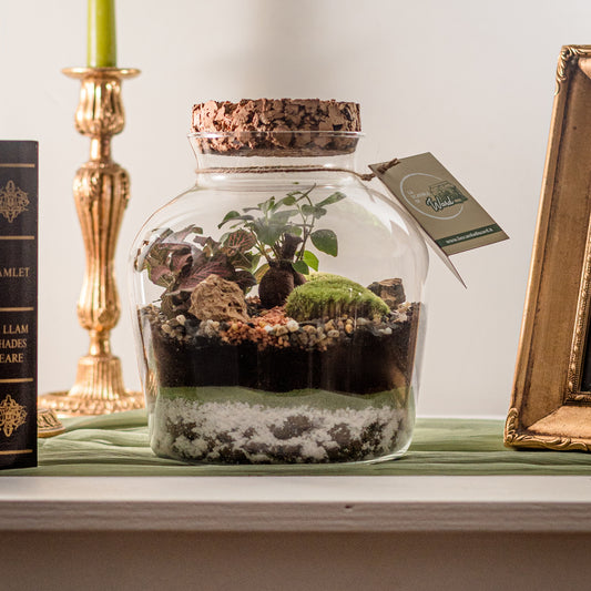 Terrarium Red Street