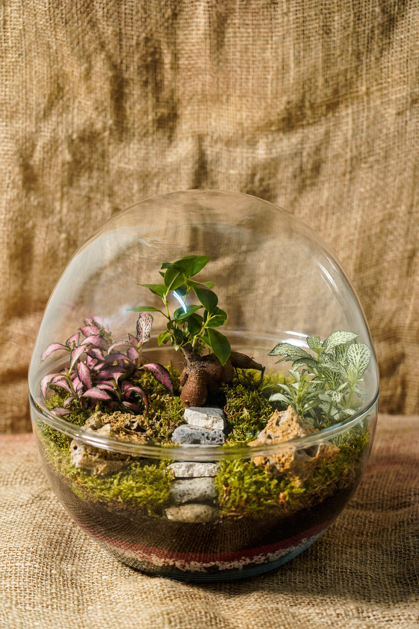 Terrarium Madagascar