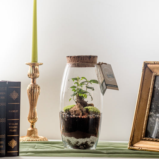 Terrarium Felicità