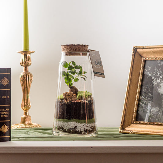Terrarium Gioia