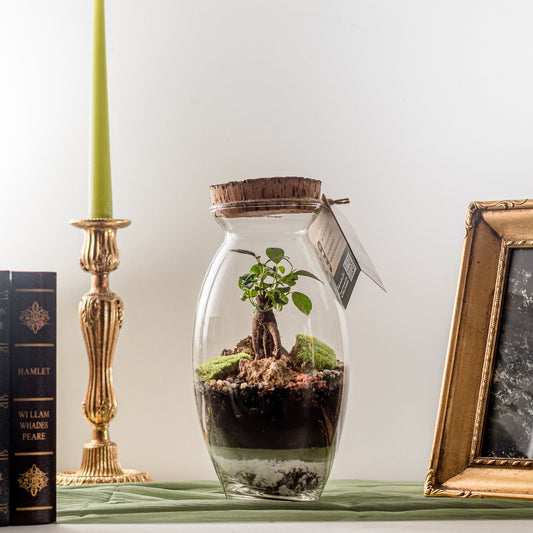Terrarium Vita