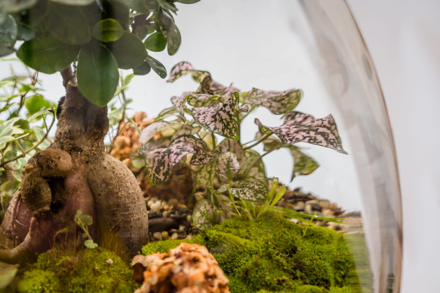 Cura del Terrarium – La Scatola di Ward