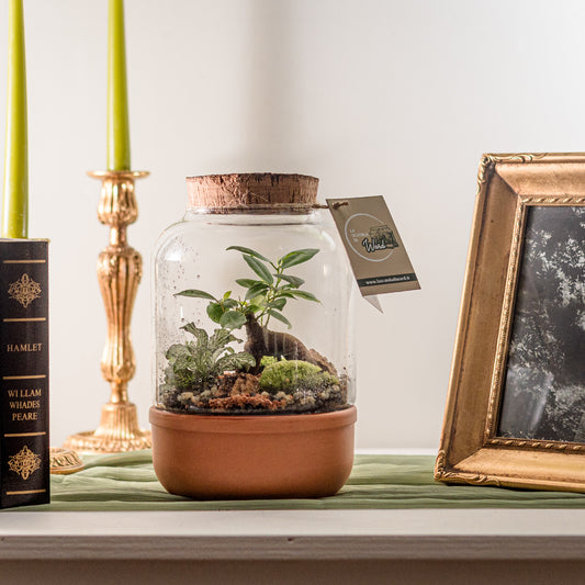 Terrarium Kyoto H25cm
